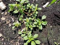 Amarante livide(Amaranthus blitum)_1