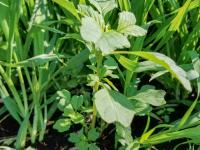 Amarante livide(Amaranthus blitum)_2