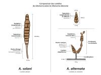 Comparaison Alternaria solani et alternaria alternata