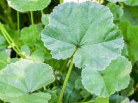 Mauve négligée (Malva neglecta)_7