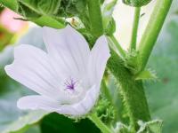 Mauve négligée (Malva neglecta)_8