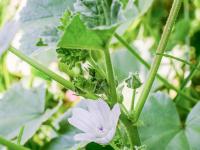 Mauve négligée (Malva neglecta)_9