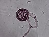 Pythium sp.