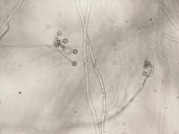 Pythium sp.
