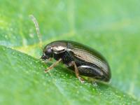Psylliodes attenuata