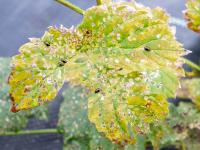 Psylliodes attenuata