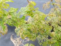 Psylliodes attenuata