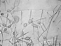 Acremonium-03_LQ