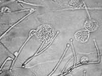 Acremonium-08_LQ