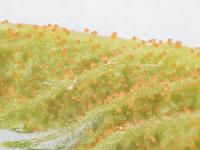 Arthuriomyces_D30067-2_lq