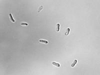 Ascochyta-36_LQ