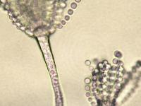 Aspergillus-21_LQ