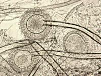 Aspergillus-32_LQ