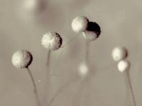 Aspergillus-36_LQ