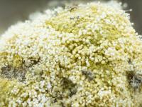 Aspergillus-52a_LQ