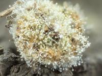 Aspergillus-52b_LQ