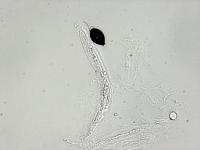 Bombardia-06_LQ