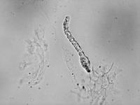 Bombardia-08_LQ