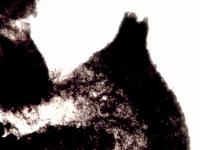 Bombardia-15_LQ