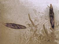 Botryosphaeria_02_LQ