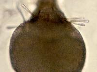 Chaetomella-08_LQ
