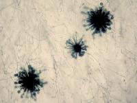Chaetomium-02_LQ