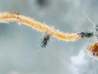 Chaetomium_funicola_D52238-1_LQ