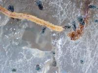 Chaetomium_funicola_D52238-2_LQ