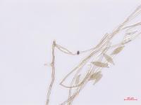 Cladosporium_D52838-3_LQ