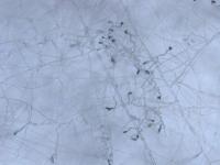Colletotrichum_Appressoria_D50604-1