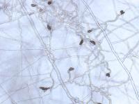 Colletotrichum_Appressoria_D50604-2_LQ
