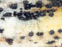 Colletotrichum_circinans_D39112-1_lq