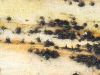 Colletotrichum_circinans_D39112-2_lq