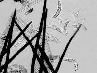 Colletotrichum_graminicola-04_LQ