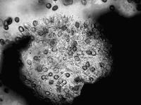 Coniothyrium-16_LQ