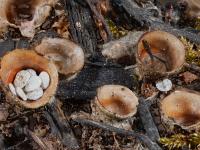 Cyathus-1_LQ