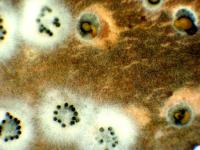 Cytospora-05 (Valsa)