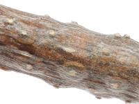 Cytospora_chrysosperma_D57582_Pycnide_LQ