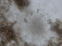 Diplodia_mutila-01_LQ