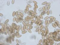 Diplodia_mutila-02_LQ