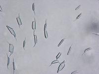 Discosia-03_LQ