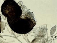 Erysiphe-02