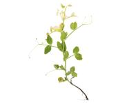 Pois - glyphosate (9)_9