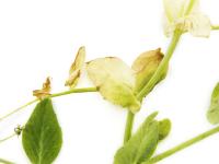 Pois - glyphosate (9)_11
