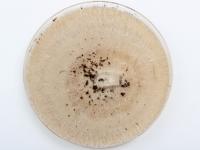 Fusarium_avenaceum_3