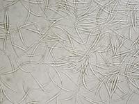 Fusarium_equiseti_5