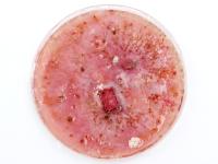 Fusarium_graminearum_2