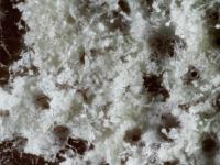 Gliocladium_sp_2