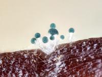 Gliocladium_viride_2