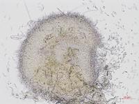Hainesia_sp_1